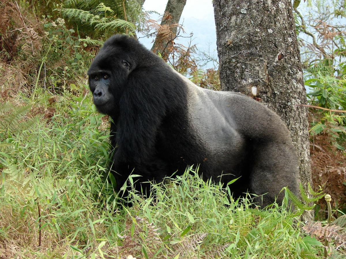 Clouds Mountain Gorilla Lodge Kisoro Kültér fotó